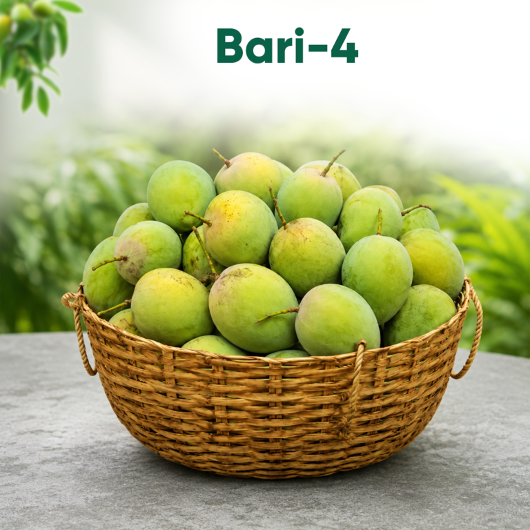 BARI-4 Mango